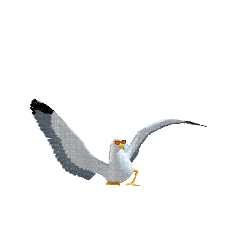 birds - Zdarma animovaný GIF