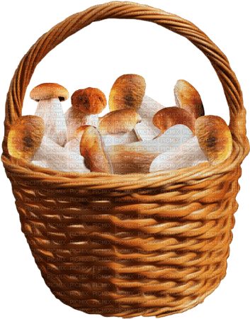 basket mushrooms by nataliplus - Free PNG