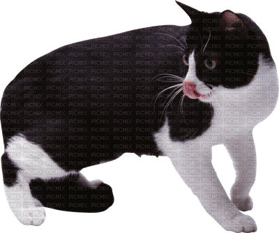 Kaz_Creations  Cat Kitten - ilmainen png