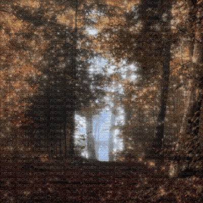 Autumn Forest - GIF animate gratis
