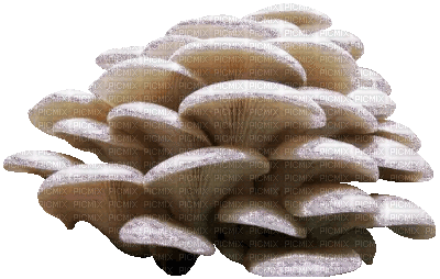 mushrooms - Gratis animeret GIF
