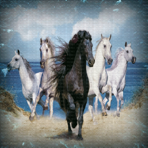horse milla1959 - 免费动画 GIF