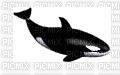 orca - Animovaný GIF zadarmo