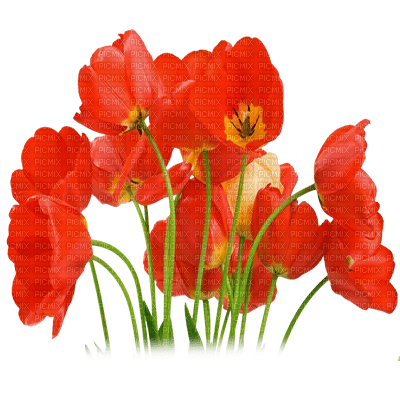flores amapolas dubravka4 - png gratis