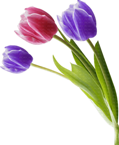 colored tulips - zdarma png