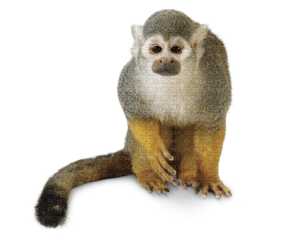 Kaz_Creations Monkey Monkeys - безплатен png