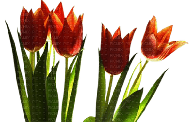 tulips flowers spring  tulipes fleurs printemps