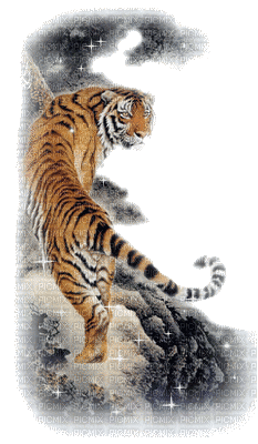 aze tigre - GIF animasi gratis