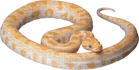 Kaz_Creations Snake - Free PNG