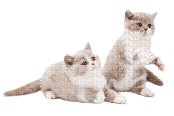 Cats- Nitsa 5 - PNG gratuit