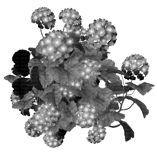Y.A.M._Flowers black-white - Ilmainen animoitu GIF