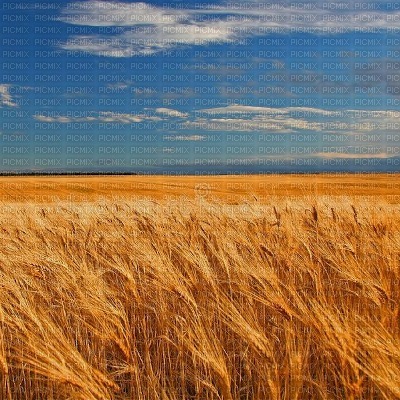 Wheat Field - png ฟรี