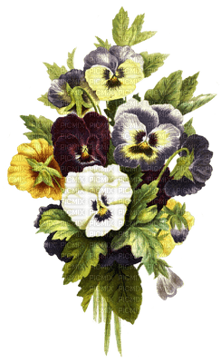 pansy flowers bp - zadarmo png
