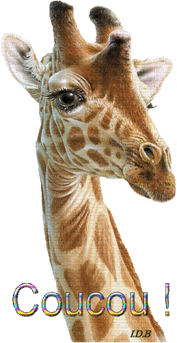 girafe - Ingyenes animált GIF