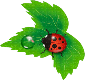 Y.A.M._Summer Flowers Decor ladybug - darmowe png