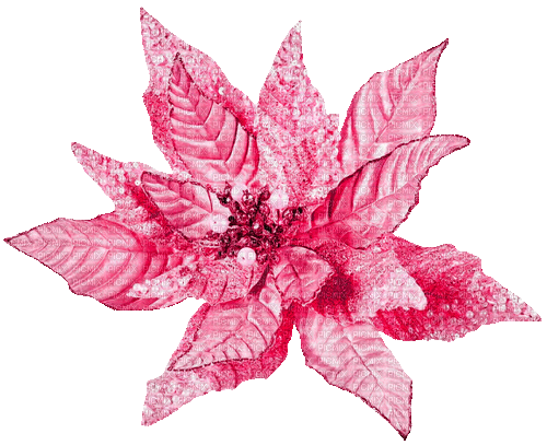 Christmas.Winter.Flower.Pink - KittyKatLuv65 - GIF animasi gratis