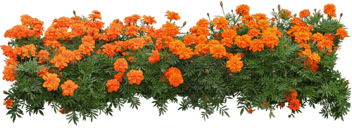 fleur,flower bed, garden, Adam64 - png grátis