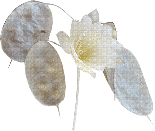 Fleur Blanc Jaune  Gris:) - gratis png