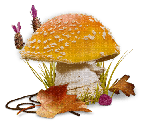 Mushroom - Bogusia - gratis png