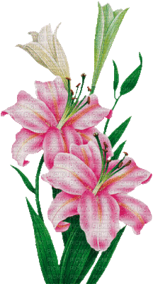fleurs ( - Besplatni animirani GIF