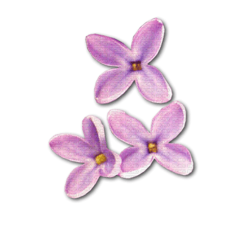 Lilac Blossom - ilmainen png