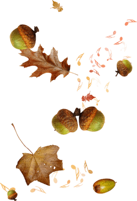 feuilles - zadarmo png