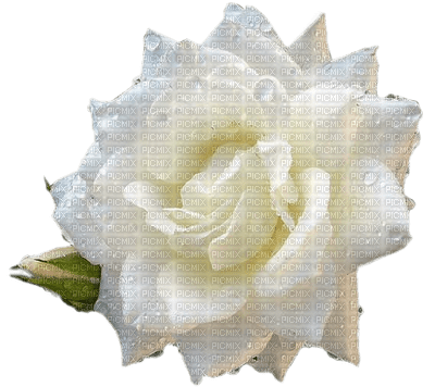 rose blanche - Free PNG