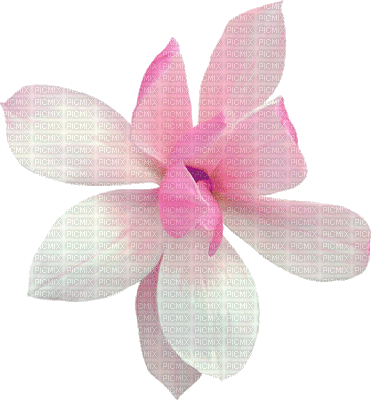 fleur multicolore.Cheyenne63 - Bezmaksas animēts GIF