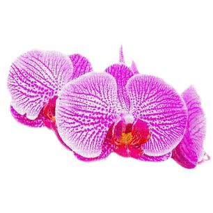 tropical flower dubravka4 - png gratuito