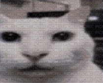 Messed up Unsettling Cat - 免费PNG
