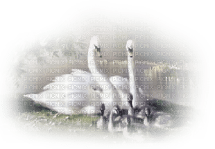 cisne - kostenlos png