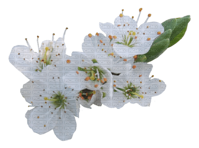 white blossoms - PNG gratuit