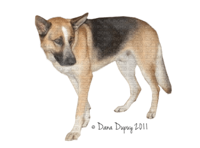 hund---dog - PNG gratuit