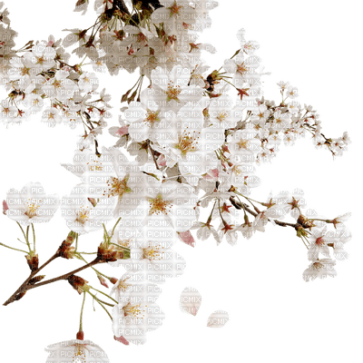 tree, flowers blossom, spring, sunshine3 - nemokama png