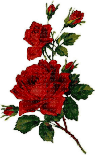 Dark red green roses flowers deco [Basilslament] - png gratis