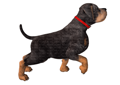 Dog-RM - kostenlos png