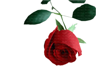 rose rouge.Cheyenne63 - фрее пнг