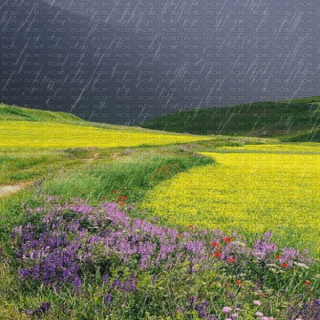 spring printemps  paysage field rain - GIF animé gratuit