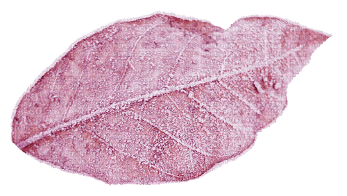 Leaf.Pink.Feuille.Deco.Victoriabea - zdarma png