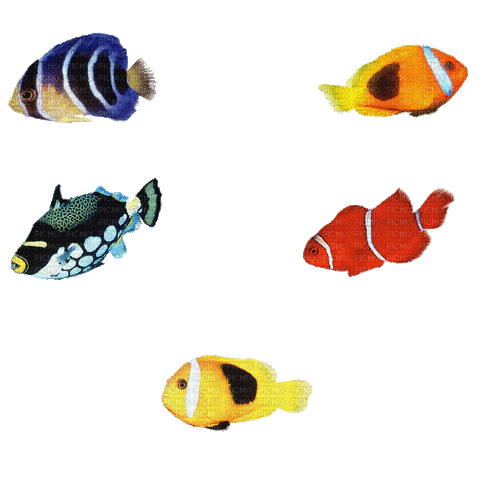 poisson - Bezmaksas animēts GIF