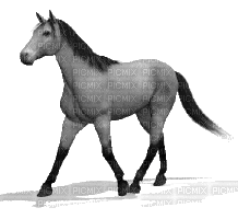 horse katrin - GIF animasi gratis