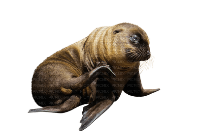 animaux - Free PNG