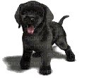 Kaz_Creations Animated Black Dog Pup - GIF animado grátis