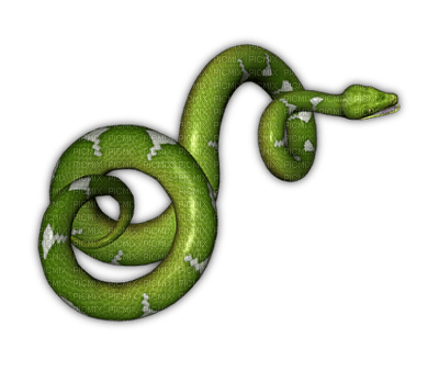 Kaz_Creations Snakes Snake - 免费PNG