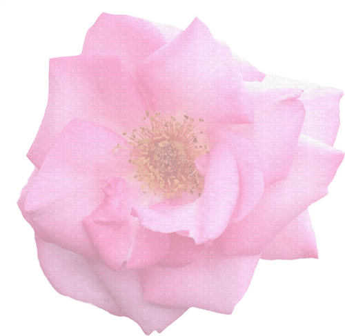 Pink Rose - PNG gratuit