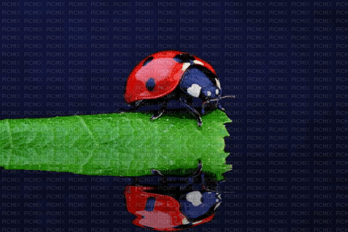 Ladybug - Gratis animeret GIF