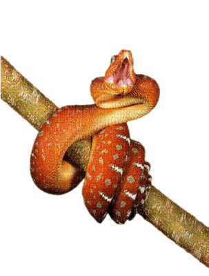 serpent - Free PNG