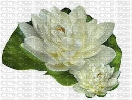 chantalmi fleur blanche   nénuphar - png gratuito