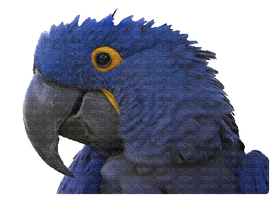 papagei - GIF animado grátis