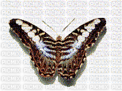 papillon - Gratis geanimeerde GIF